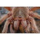 MF 100mm / 2.8 Macro 2x (2:1)  Fuji GFX (Full Frame)_obr9